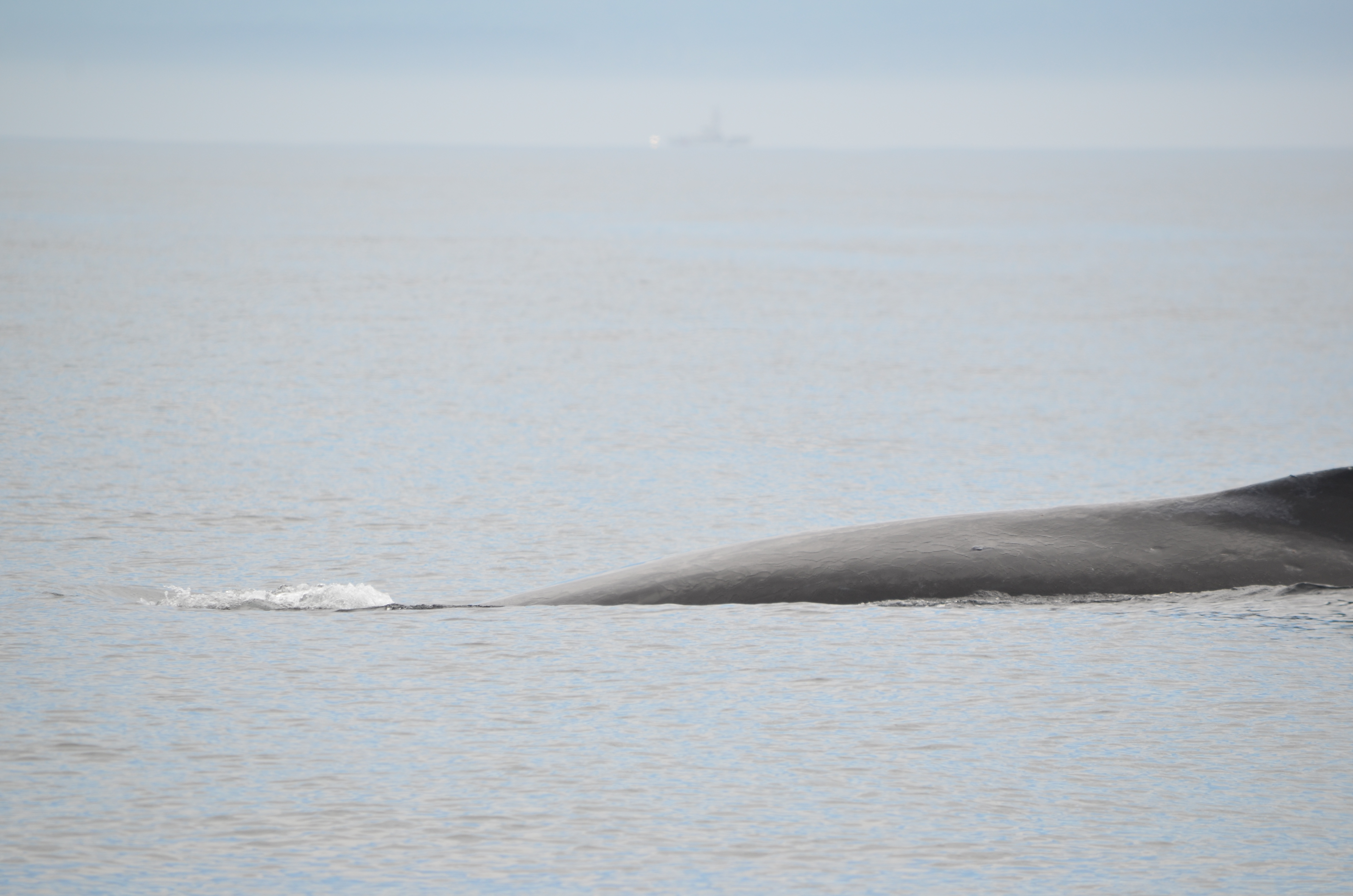 photos/wildlife/Mammal_Species/Humpback Whale/DSC_0044.JPG